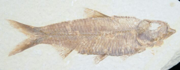 Knightia Fossil Fish - Wyoming #7545